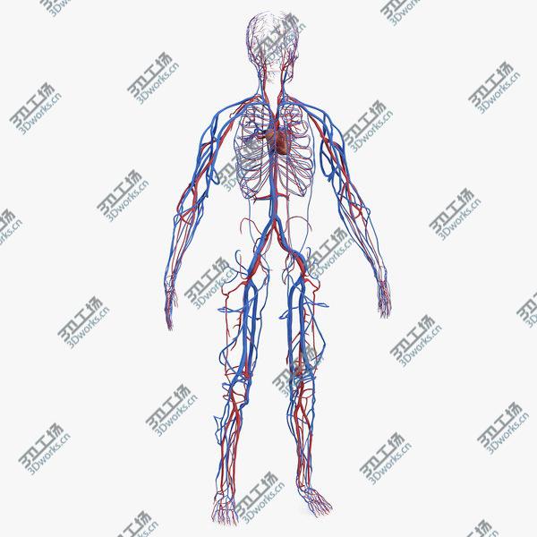 images/goods_img/20210312/Human Cardiovascular System Full Body model/1.jpg